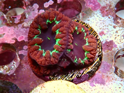 WYSIWYG Blastomussa Frag 11