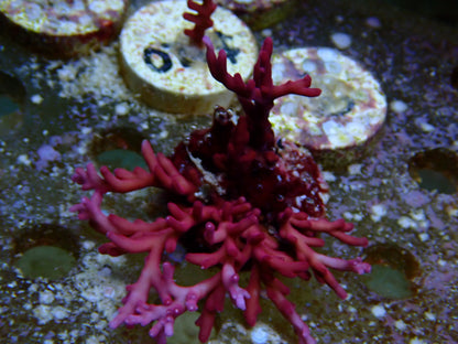 Red Dragon sps frags