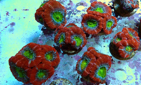 Candy Acan Frags