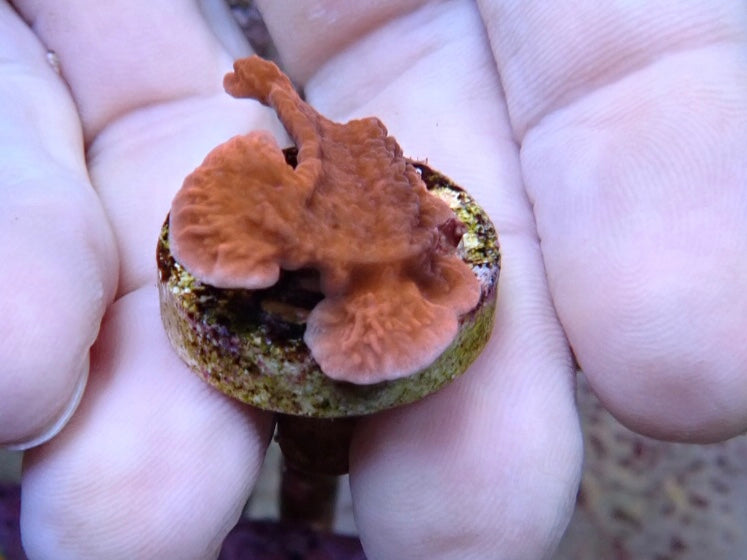 Red scroll montipora frags