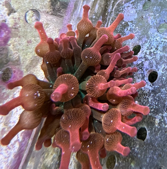 Forest fire bubble Tip Anemone small