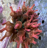 Forest fire bubble Tip Anemone