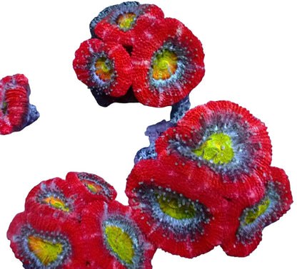 Cherry bomb Acan Frags 2