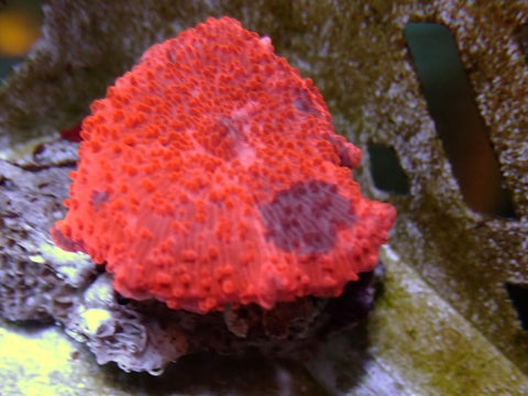 Dead Pool Morph 3