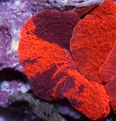 Dead Pool Morph 4
