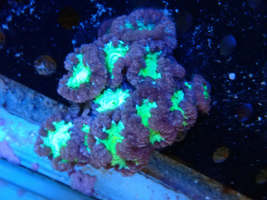 WYSIWYG Blastomussa green centre colony