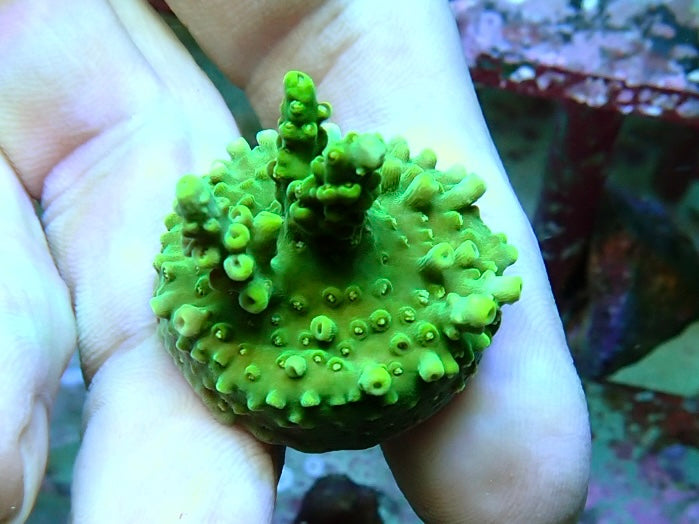 Reef Secrets Coral Frags 3