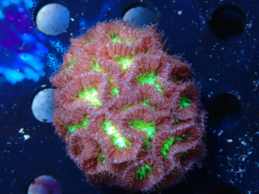 WYSIWYG Blastomussa Frag 4