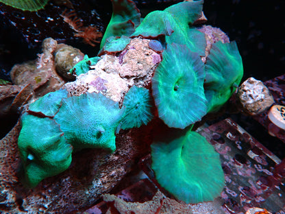 Turquoise Green Corallimorph rock 2