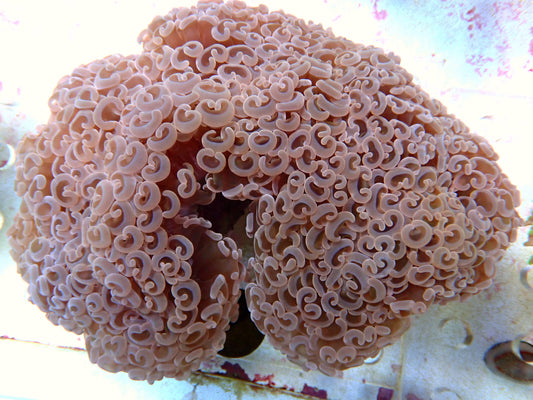 QLD  Hammer 6