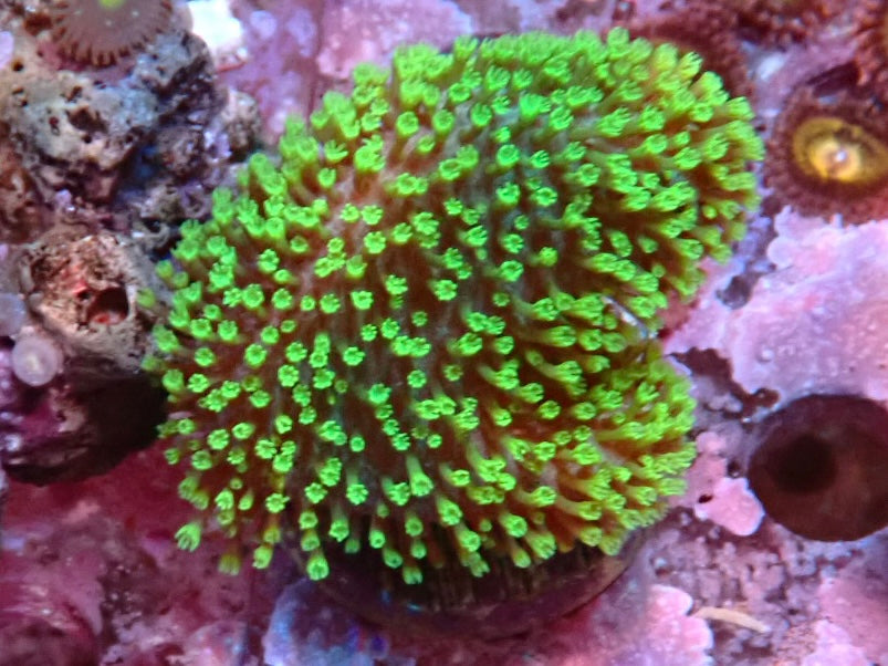 Soft Coral frag 1