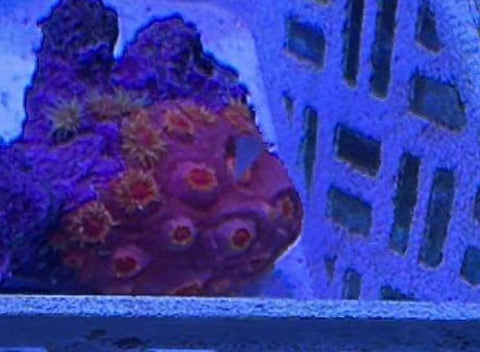 Orange Tubastrea sun Coral
