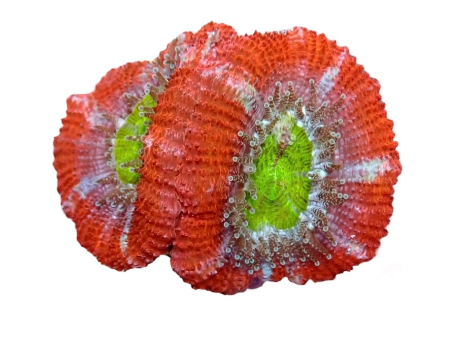 Cherry bomb Acan Frags