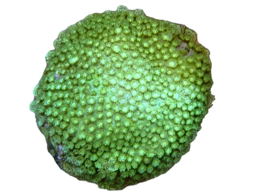Leptastrea green frag