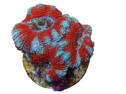 Candy apple Acan Frags