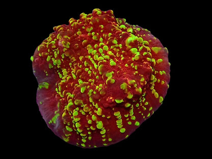 Sustainable reefs Chalice Frag 2