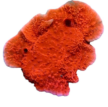 Red plate montipora frags medium