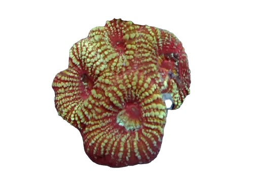 Stripe favia  frag