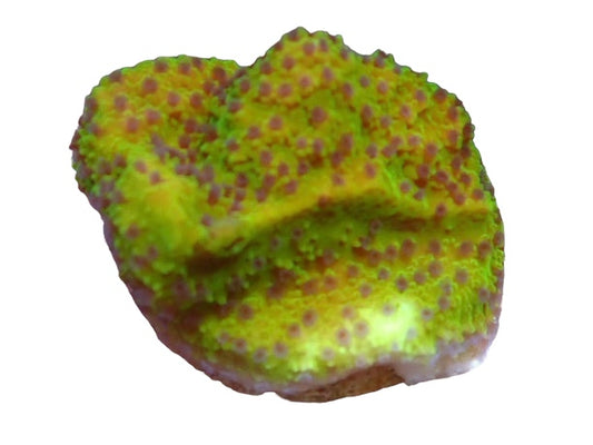 Efflorescence Montipora