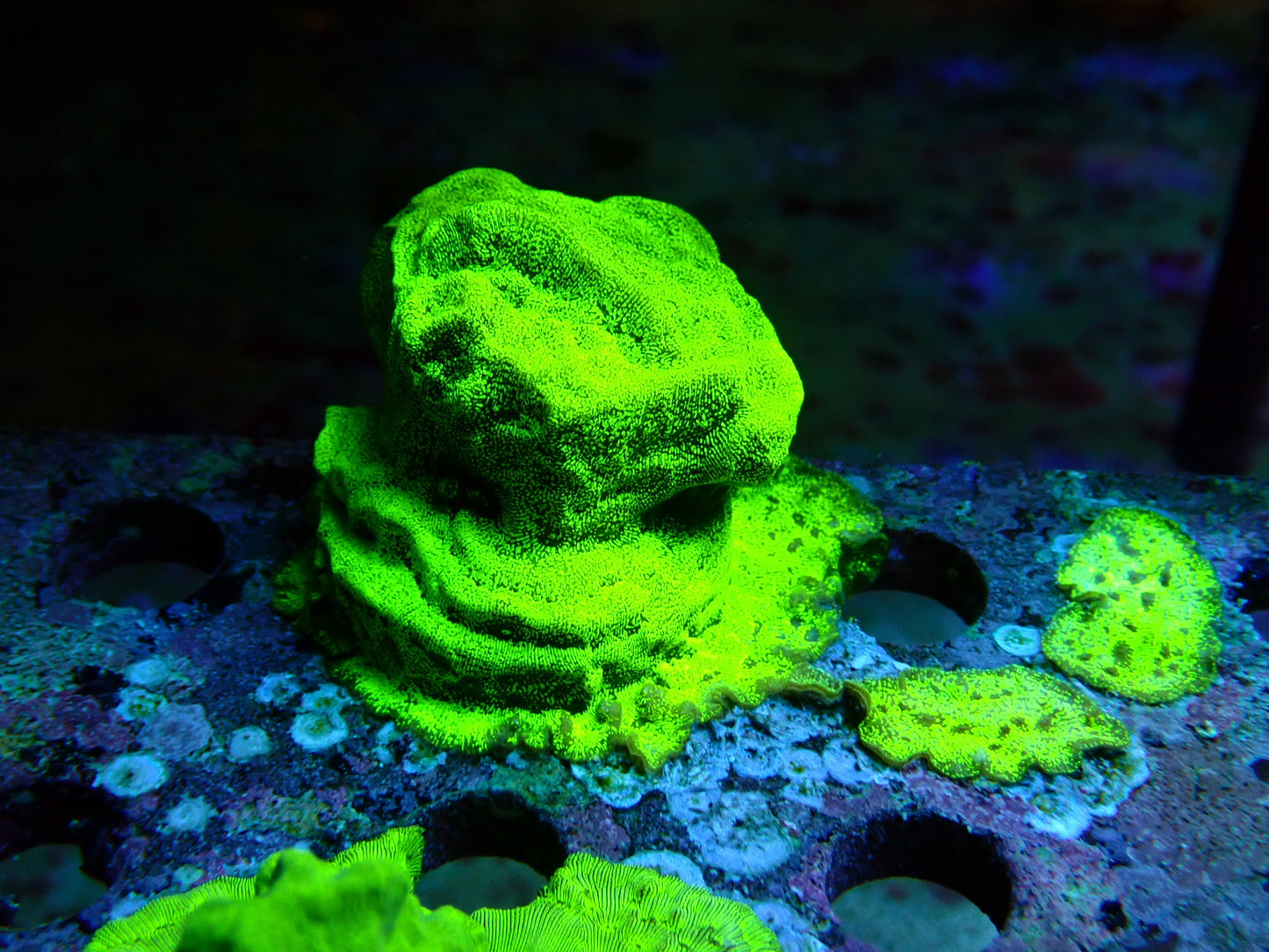 Metallic green Leptoseris coral Frag