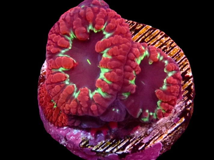 WYSIWYG Blastomussa Frag 11