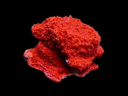 Red plate montipora frags