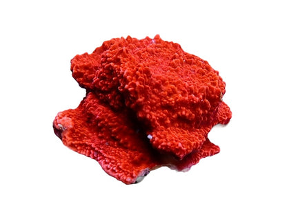 Red plate montipora frags