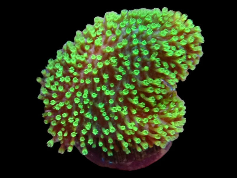 Soft Coral frag 1
