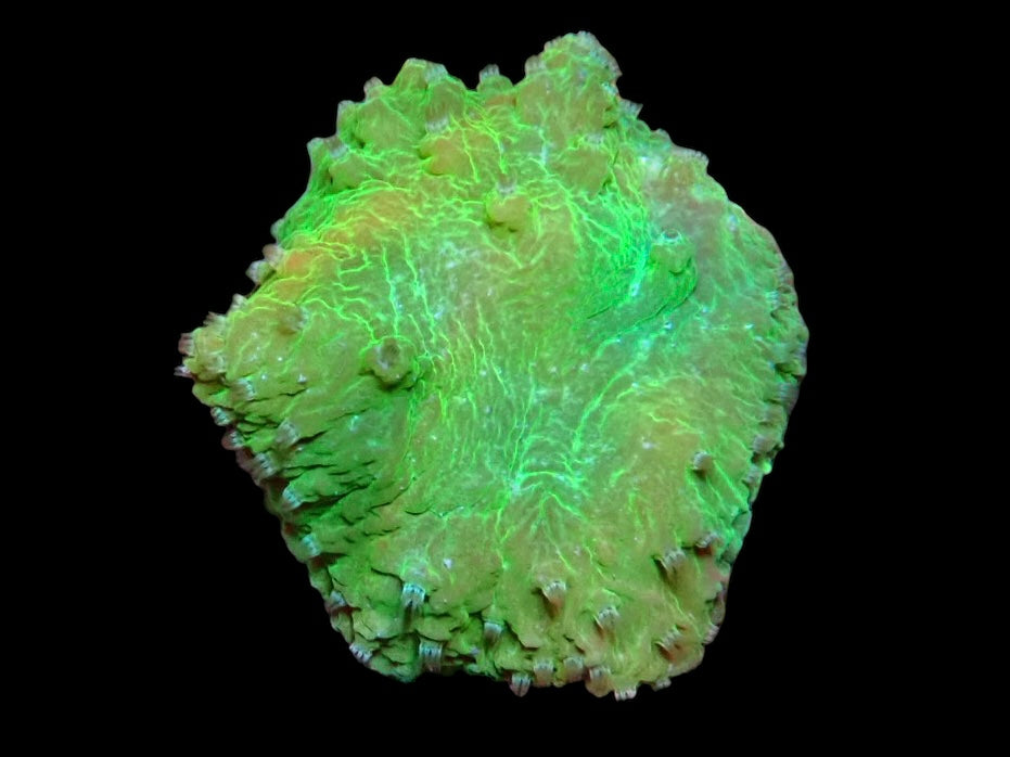 Soft Coral frag 2