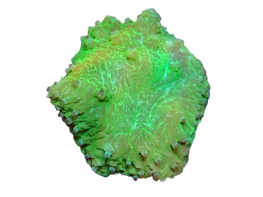 Soft Coral frag 2