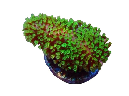 Soft Coral frag 6