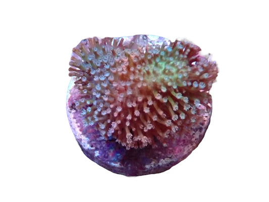 Soft Coral frag 5