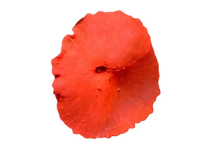 Corallimorph Large Hot red