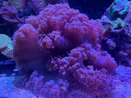 Plerogyra sinuosa
Large Bubble Coral