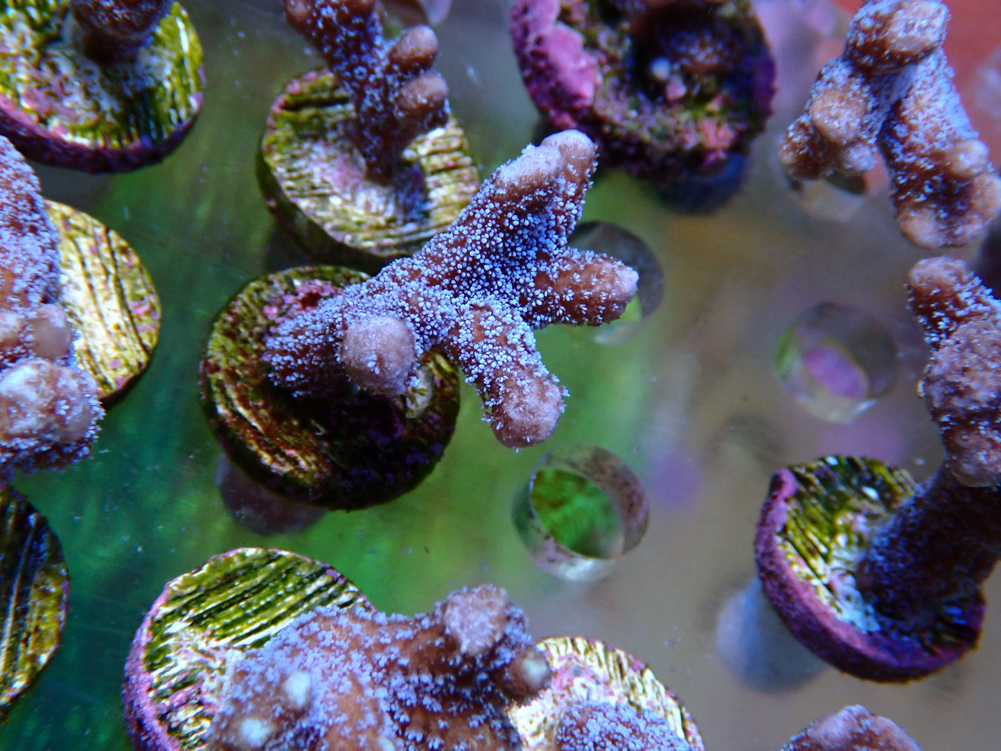 Blue  digi - Montipora Digitata Small