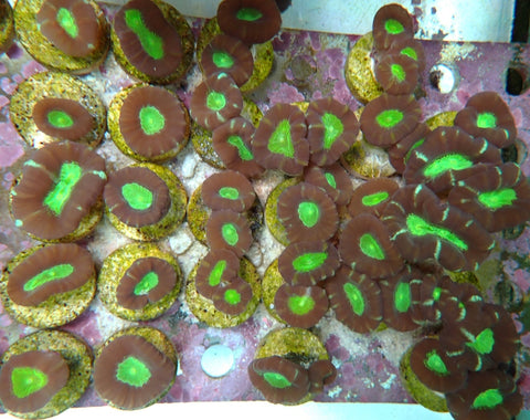 green mouth candy cane frags 2 polyp