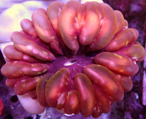 Cynarina lacrymalis - Large gold tinge button coral
