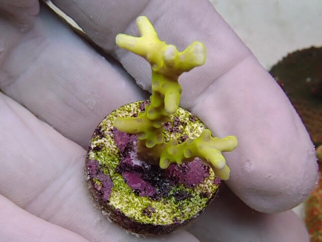 Yellow Goblin