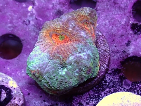 Master Acan echinatta Frag 3