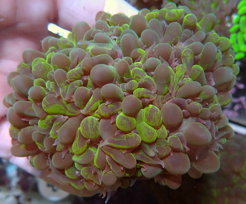 Bubble Coral -Nice Physogyra. Sp 11