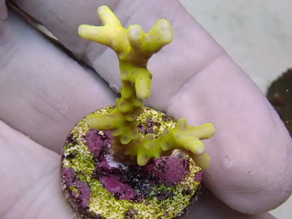 Yellow Goblin