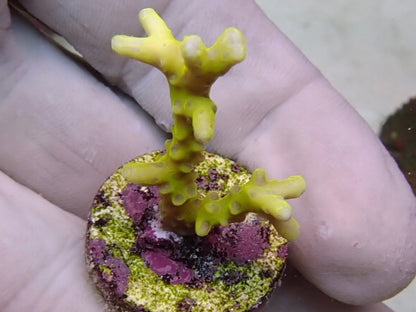 Yellow Goblin