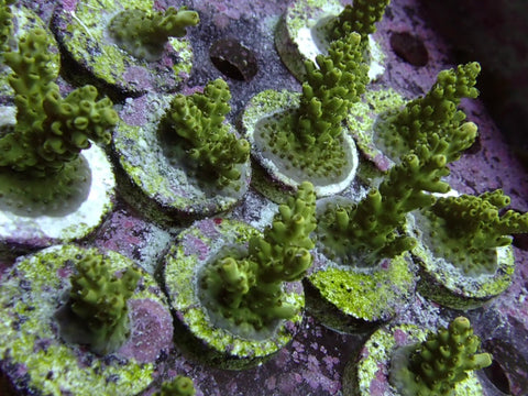Reef Secrets My Coral Frags 63
