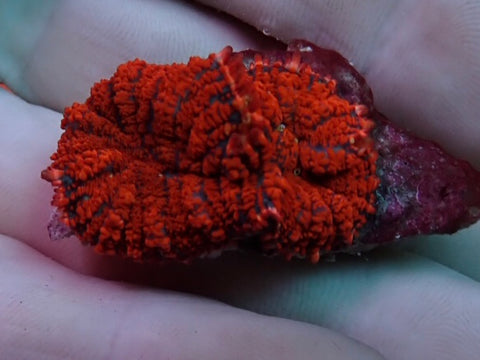 Superman Rhodactis