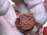 Gold polyp Cyphastrea frag