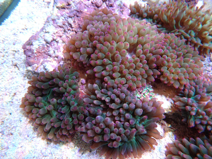 Assorted Green Bubbletip Anemone