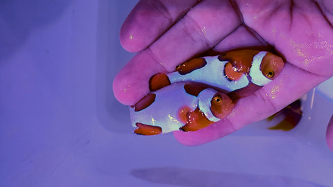Designer Clownfish