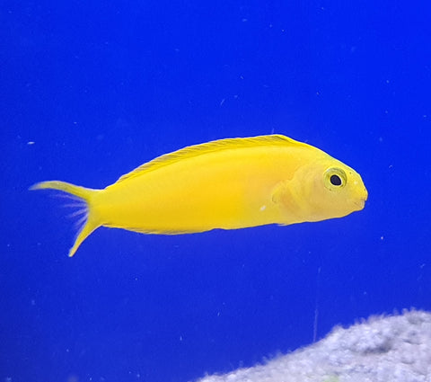 Canary Blenny - Captive