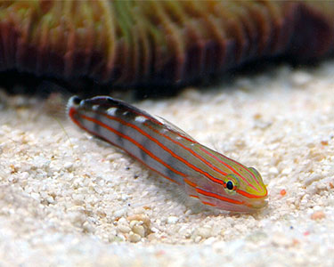 Rainford Goby
