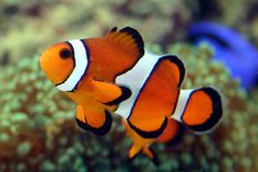 Ocellaris Clownfish - Captive